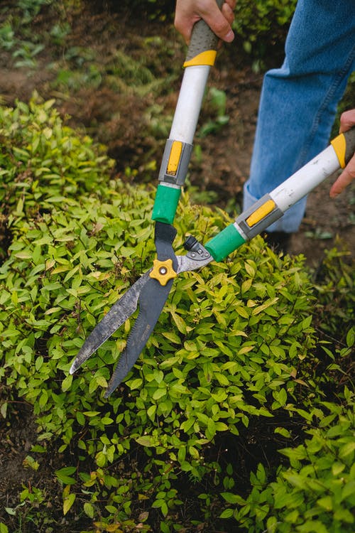What is pruning and its benefits. Pruning service by My Landscaping to entire Edmonton region. 