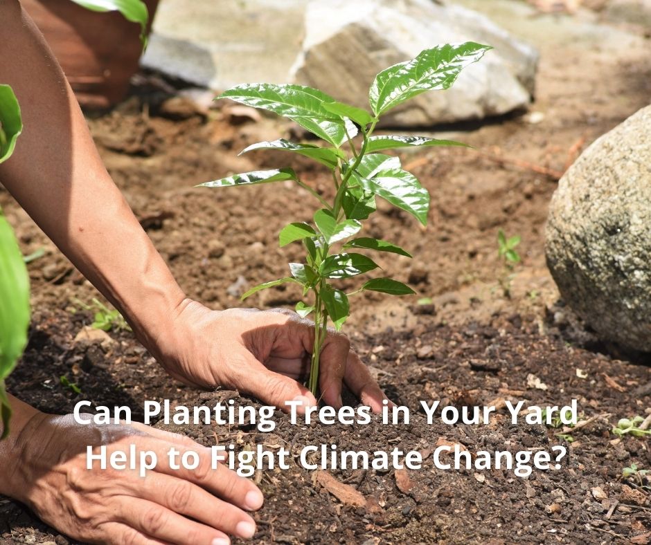 Can Planting Trees in Your Yard Help to Fight Climate Change My Landscaping