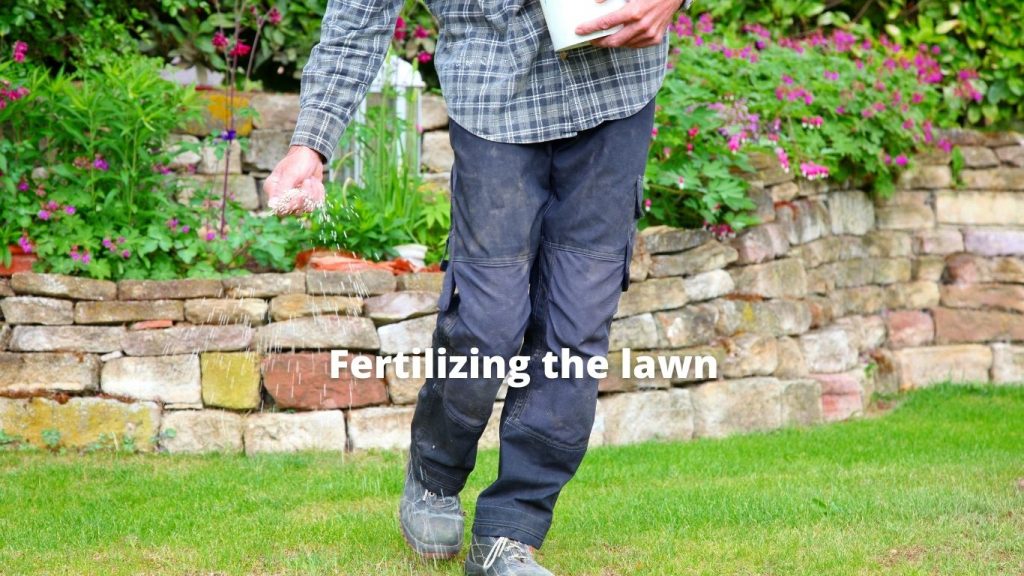 Lawn care Fertilizing the lawn