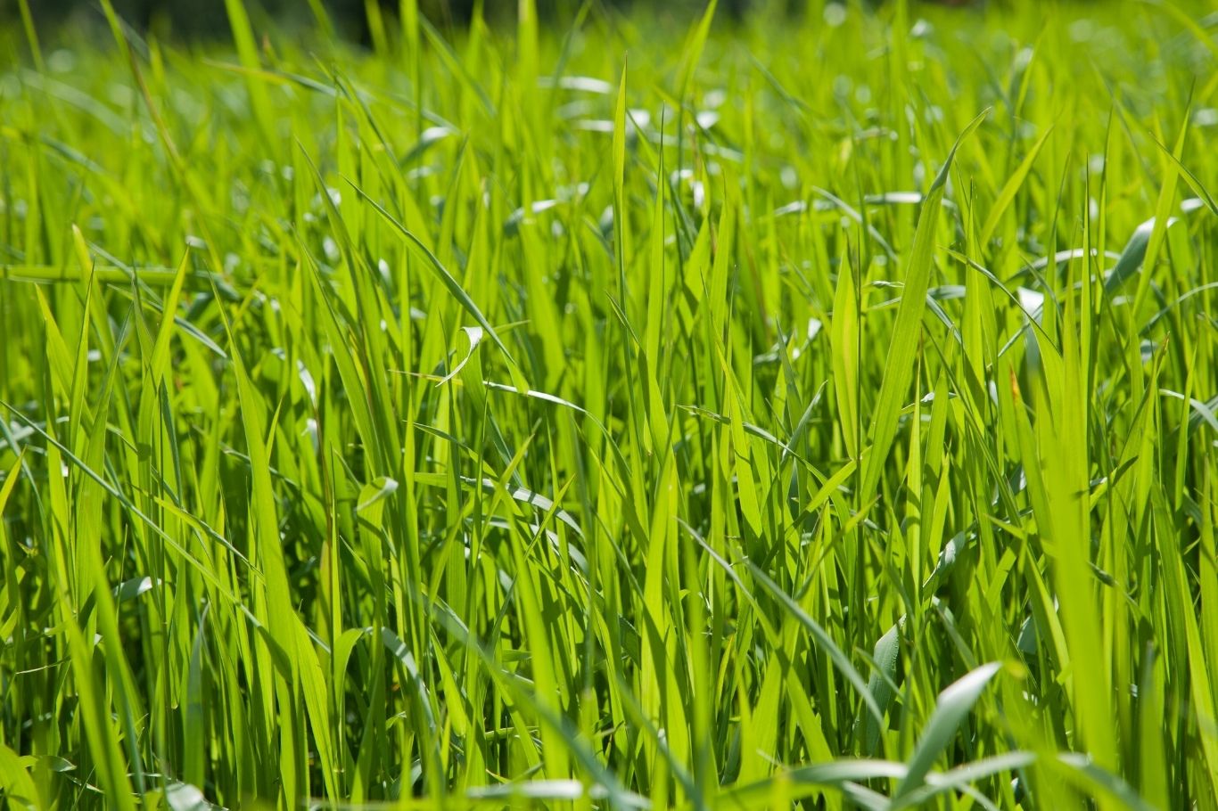 Shaping your grass sounds great when you have thicker and greener grass. When it comes to your lawn, there is no magical formula that can turn your grass greener and healthier overnight. Thicker and Greener Grass