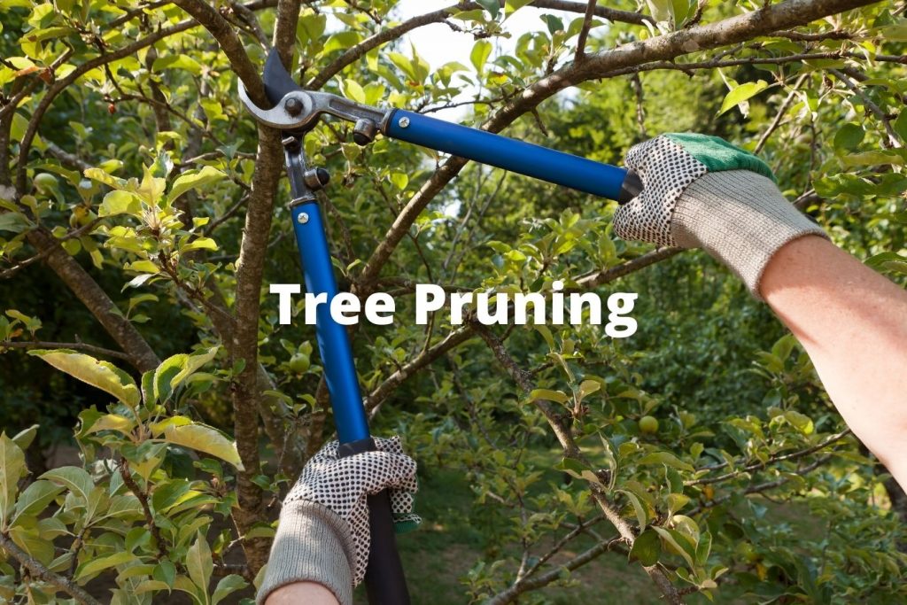 Tree services, pruning services
