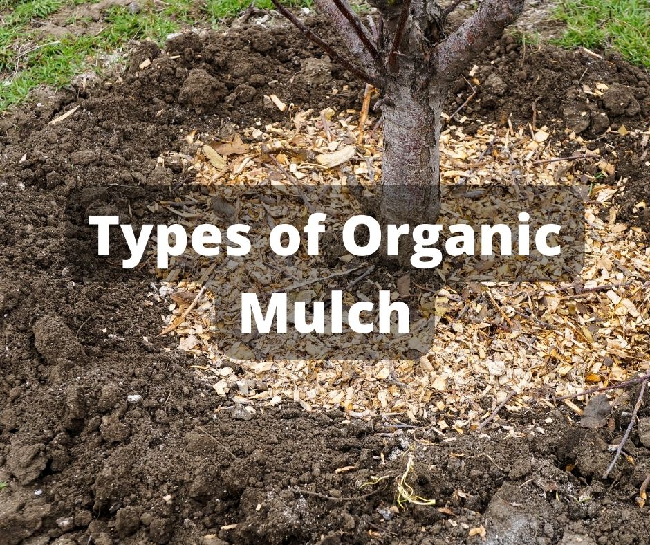 Types of Organic Mulch by My Landscaping
