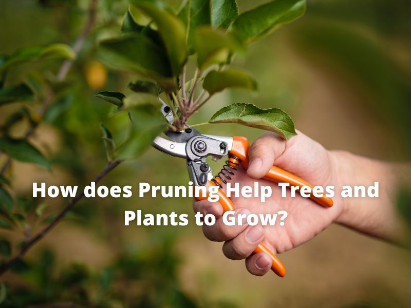 How does Pruning Help Trees and Plants to Grow? Let's discuss in detail.