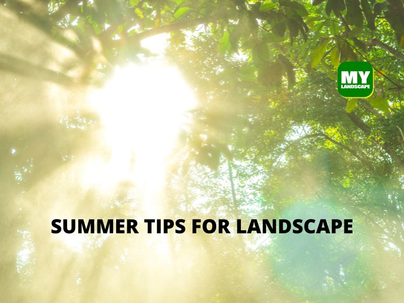 Summer tips for the landscape to keep your yard looking great through the heat by my landscaping
