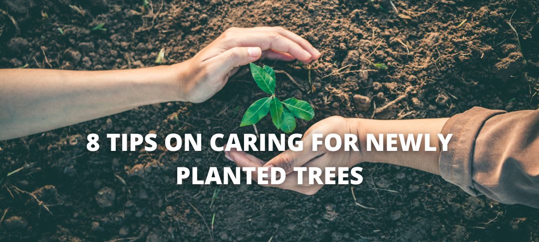 8 tips on caring for newly planted trees