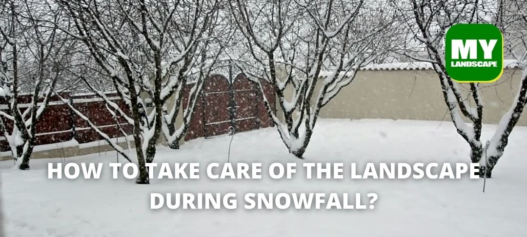 How to take care of the landscape during snowfall?